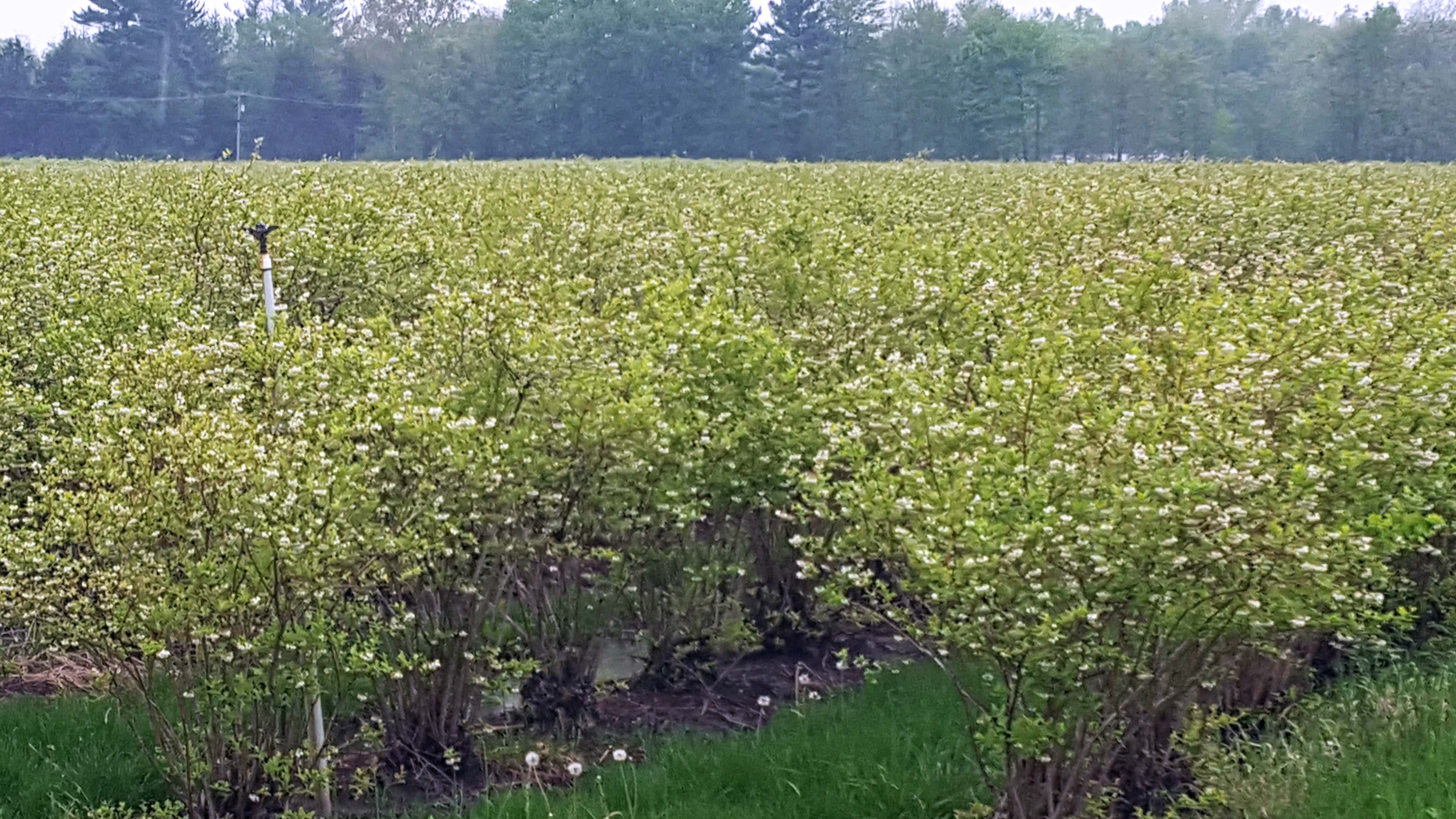 Blueberry field